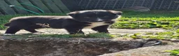 Border Collie dogs for sale: Gorgeous collie pups  - Advert 4