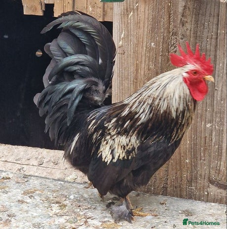 Chickens poultry - Advert 13