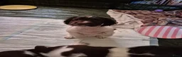 English Springer Spaniel dogs for sale: ​Working Springer Spaniel Bitches – Ready Soon!  - Advert 14
