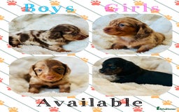 Miniature Dachshund dogs for sale: Long haired dachshund  - Image 2