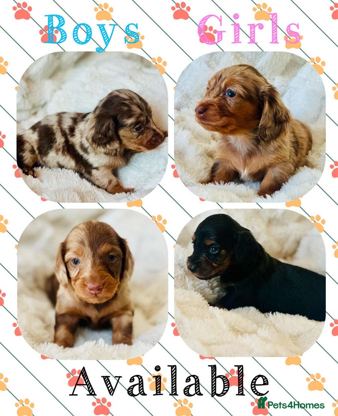 Miniature Dachshund dogs for sale: Long haired dachshund  - Image 2