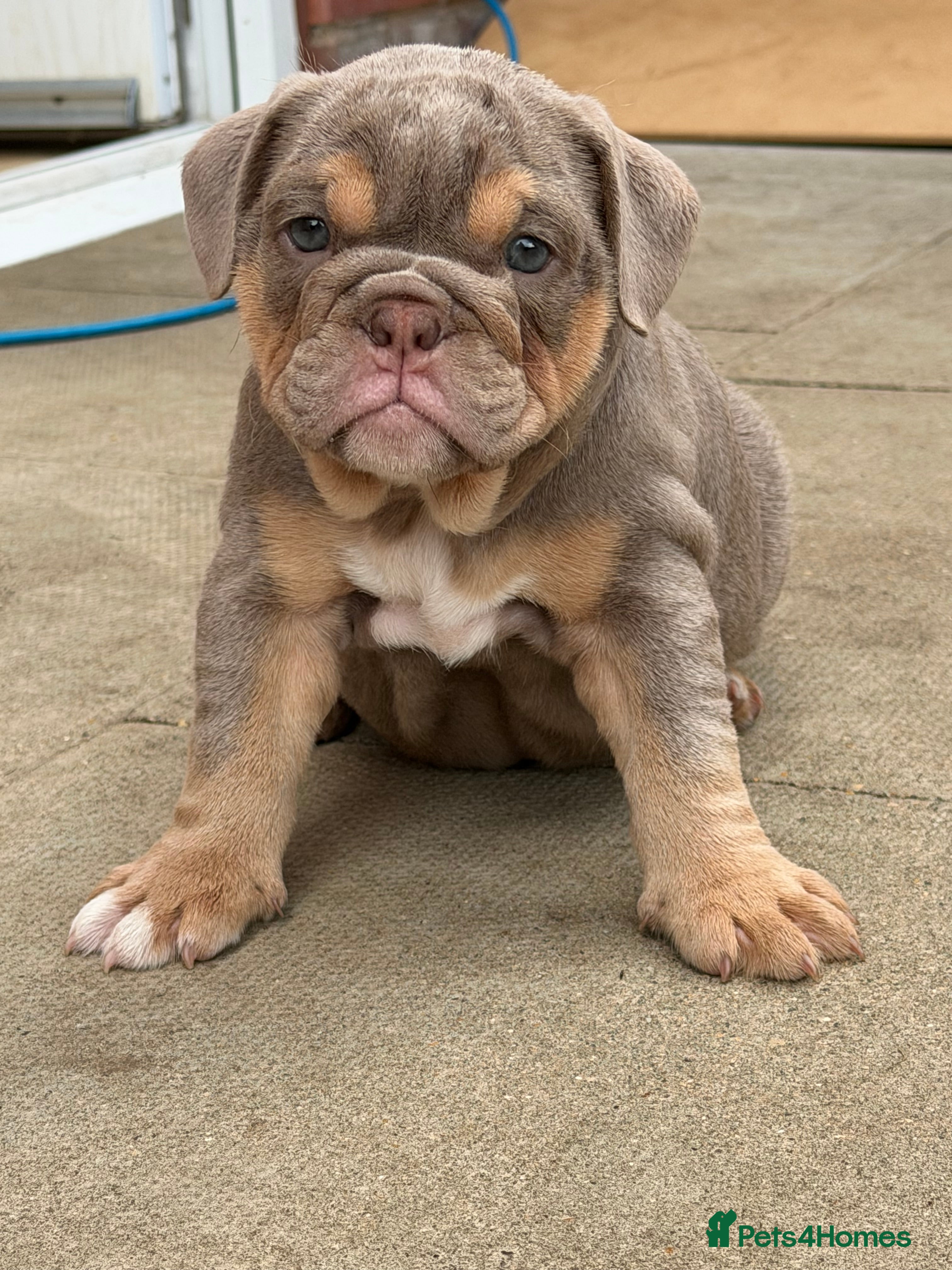 English Bulldog dogs Top Tier KC English Bulldog Puppies🐶 - Advert 2