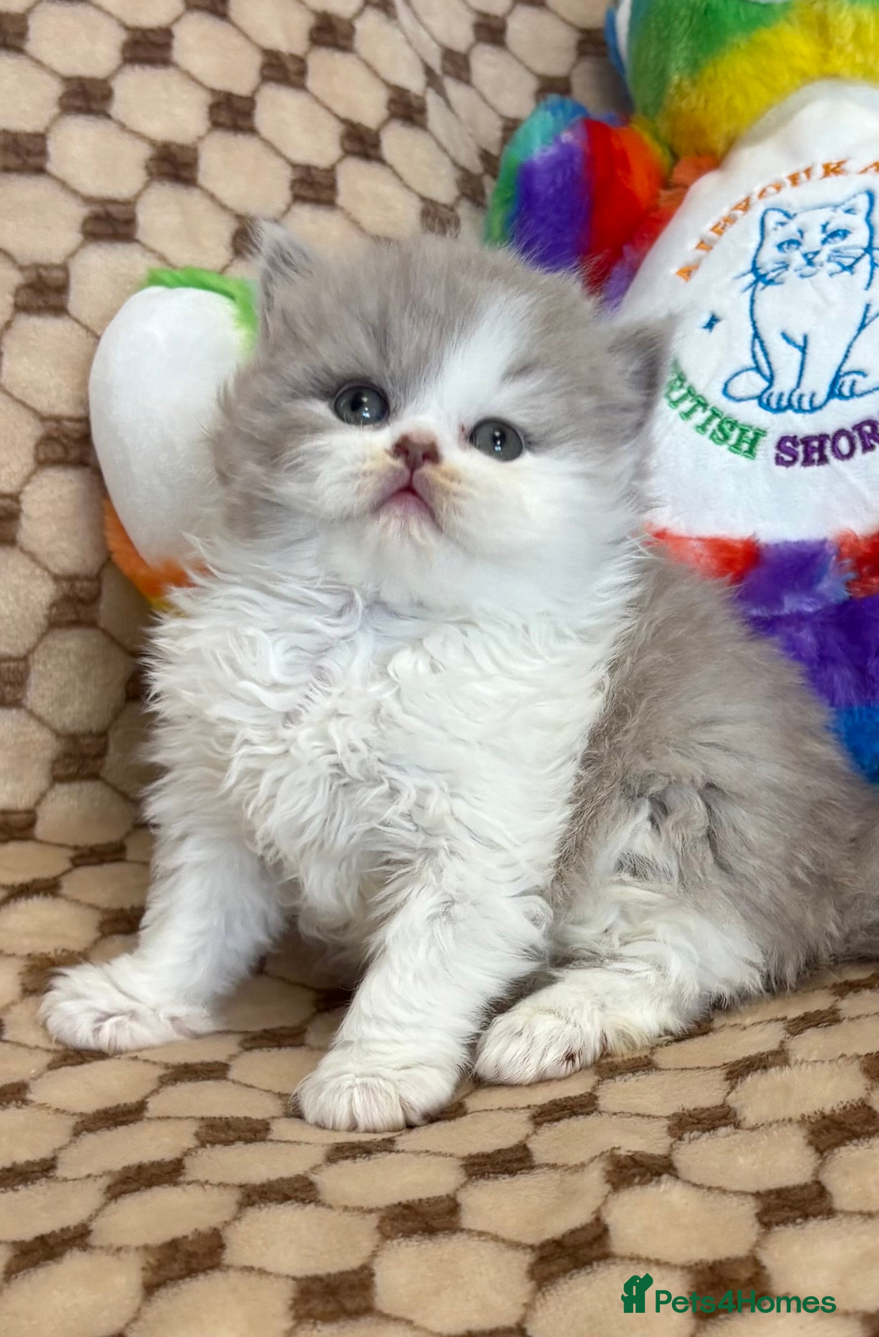 British Shorthair cats GCCF British shorthair kittens. - Advert 2