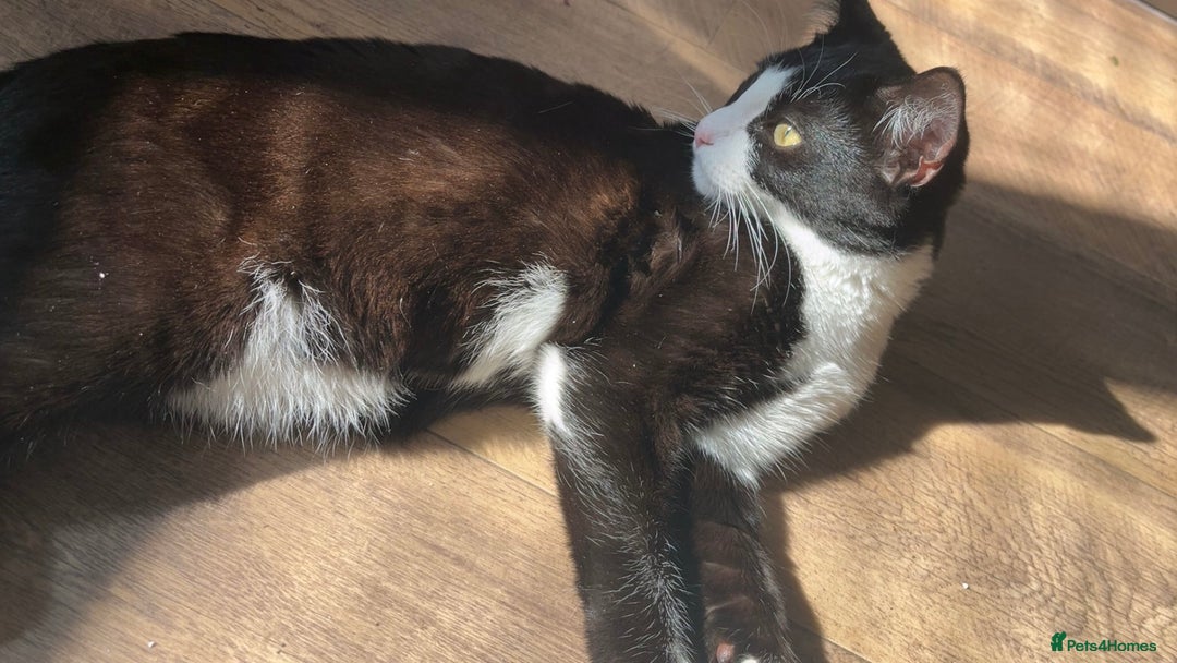 Mixed Breed cats for sale: Two siblings need rehoming  - Image 3