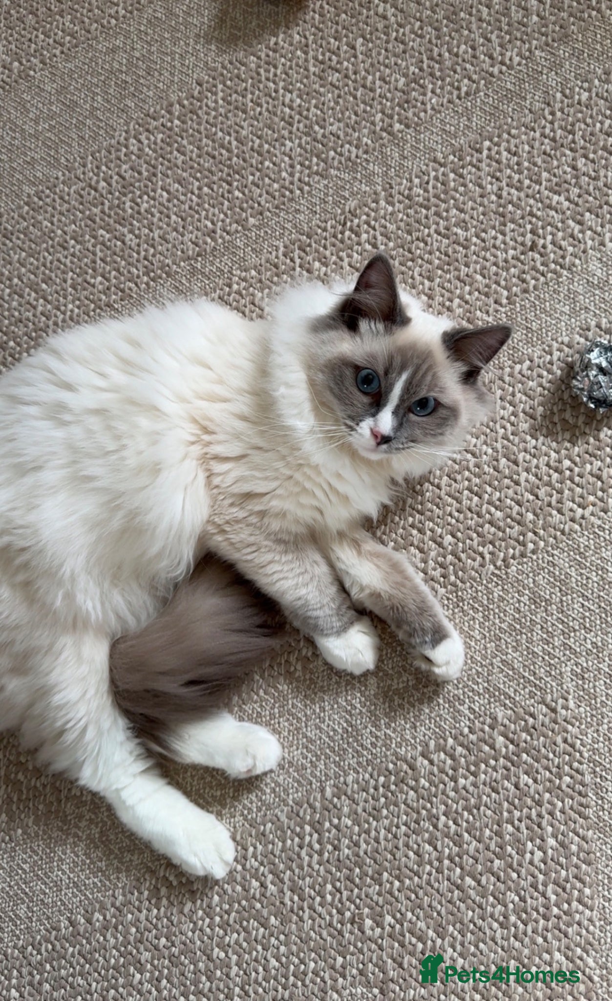 Ragdoll cats Blue point Ragdoll - Advert 3