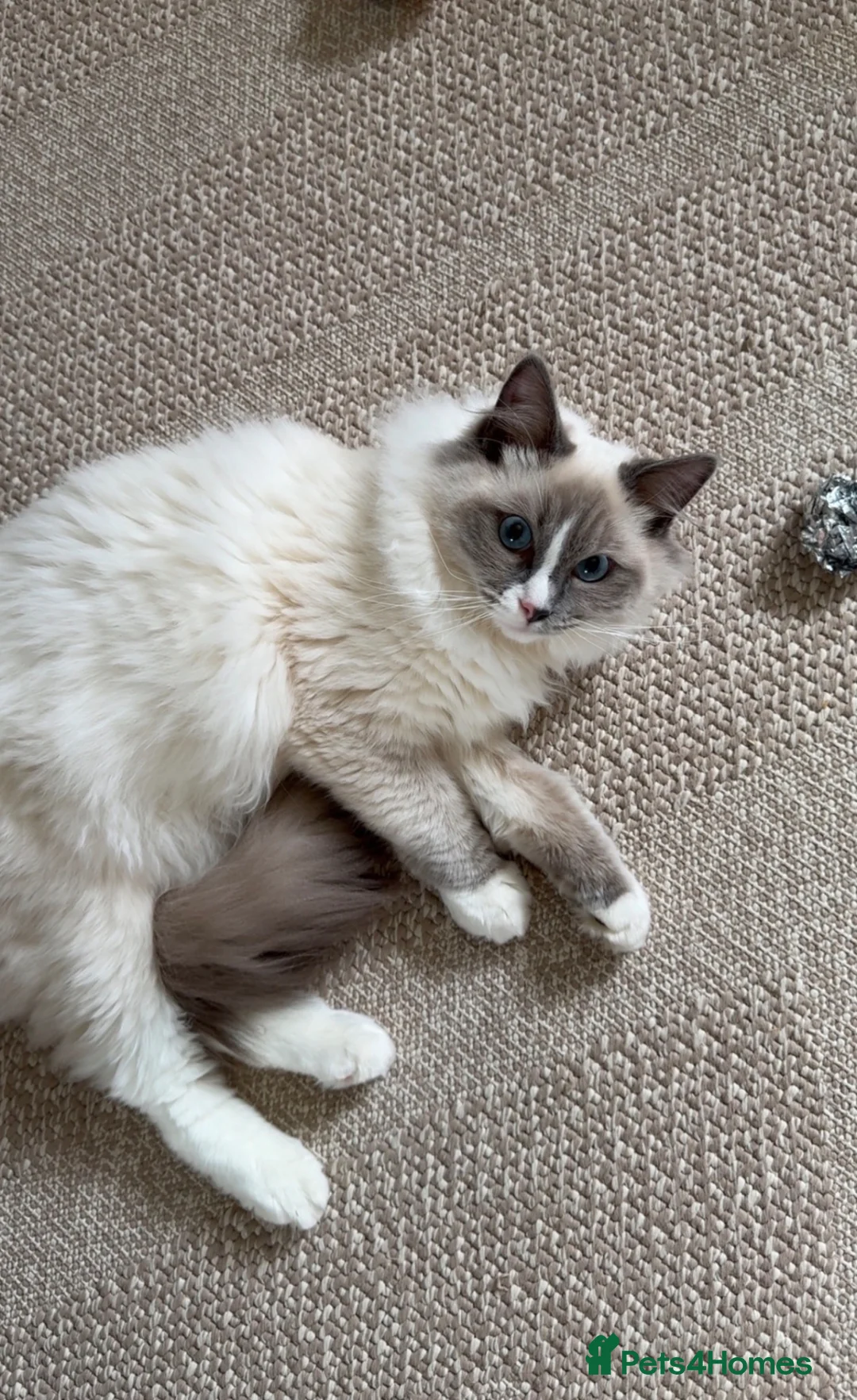 Ragdoll cats for sale: Blue point Ragdoll - Advert 1