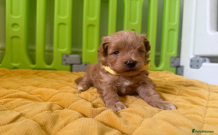 Maltipoo dogs - Advert 12