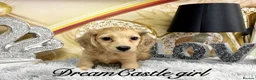 Miniature Dachshund dogs for sale: Ready to leave Kc long coat cream puppies  - Advert 5