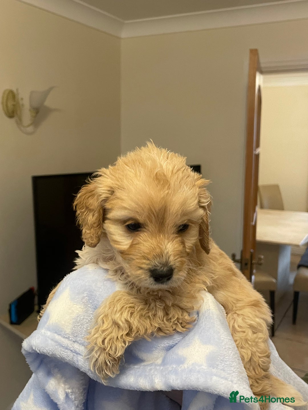Cockapoo dogs for sale: 🐾 Beautiful Cockapoo Puppies for Sale 🐾 - Advert 20