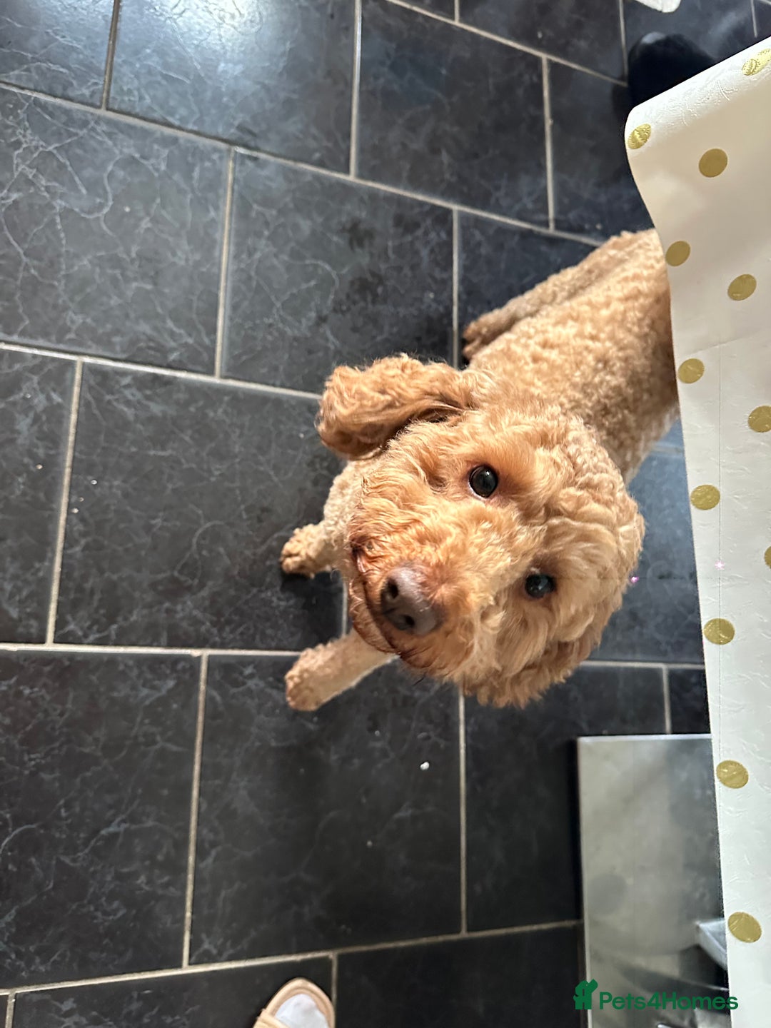 Mixed Breed dogs for sale: Froodle Puppies  - Advert 5