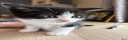 Persian cats for sale: Persian Dollface x BSH - Advert 5