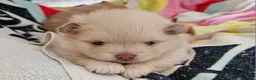 Pomeranian dogs for sale: Beautiful 3 Pomeranians up for reservation! - Advert 7