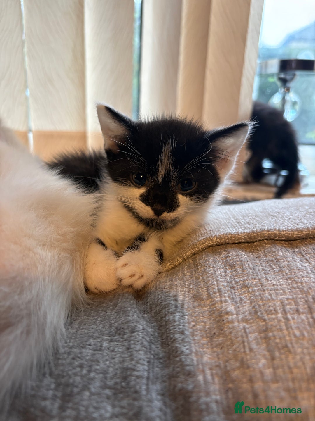 Mixed Breed cats for sale: 4 babies available 2 male 2 female  - Image 7