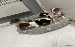 Jack Russell dogs for sale: 5 jack Russel puppies  - Image 8