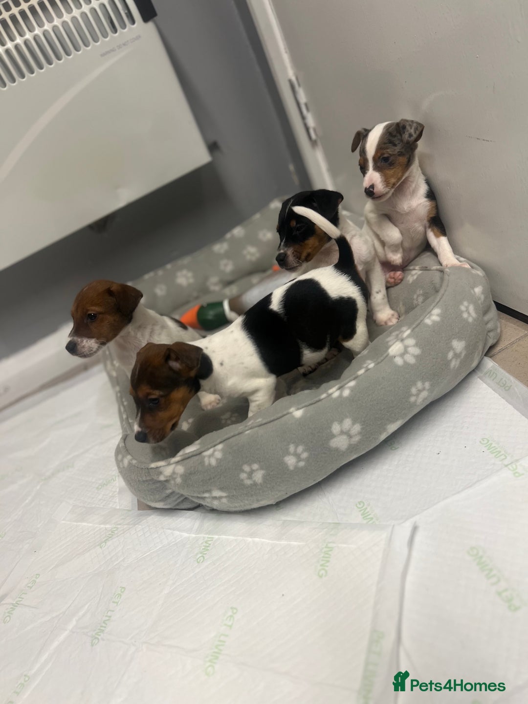 Jack Russell dogs for sale: 5 jack Russel puppies  - Image 8