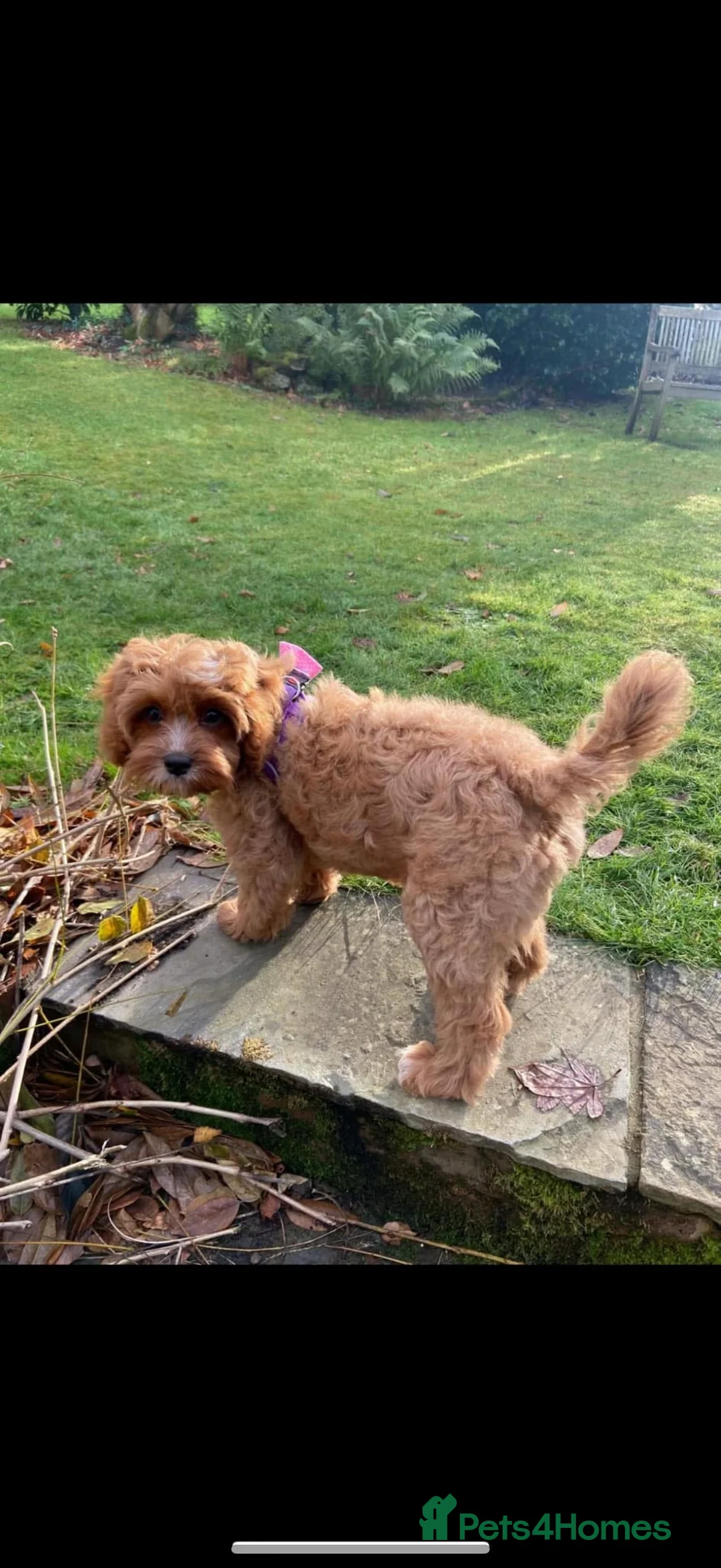 Cavapoo dogs for sale: Beautiful F1 Red Cavapoos- Health Tested - Advert 18