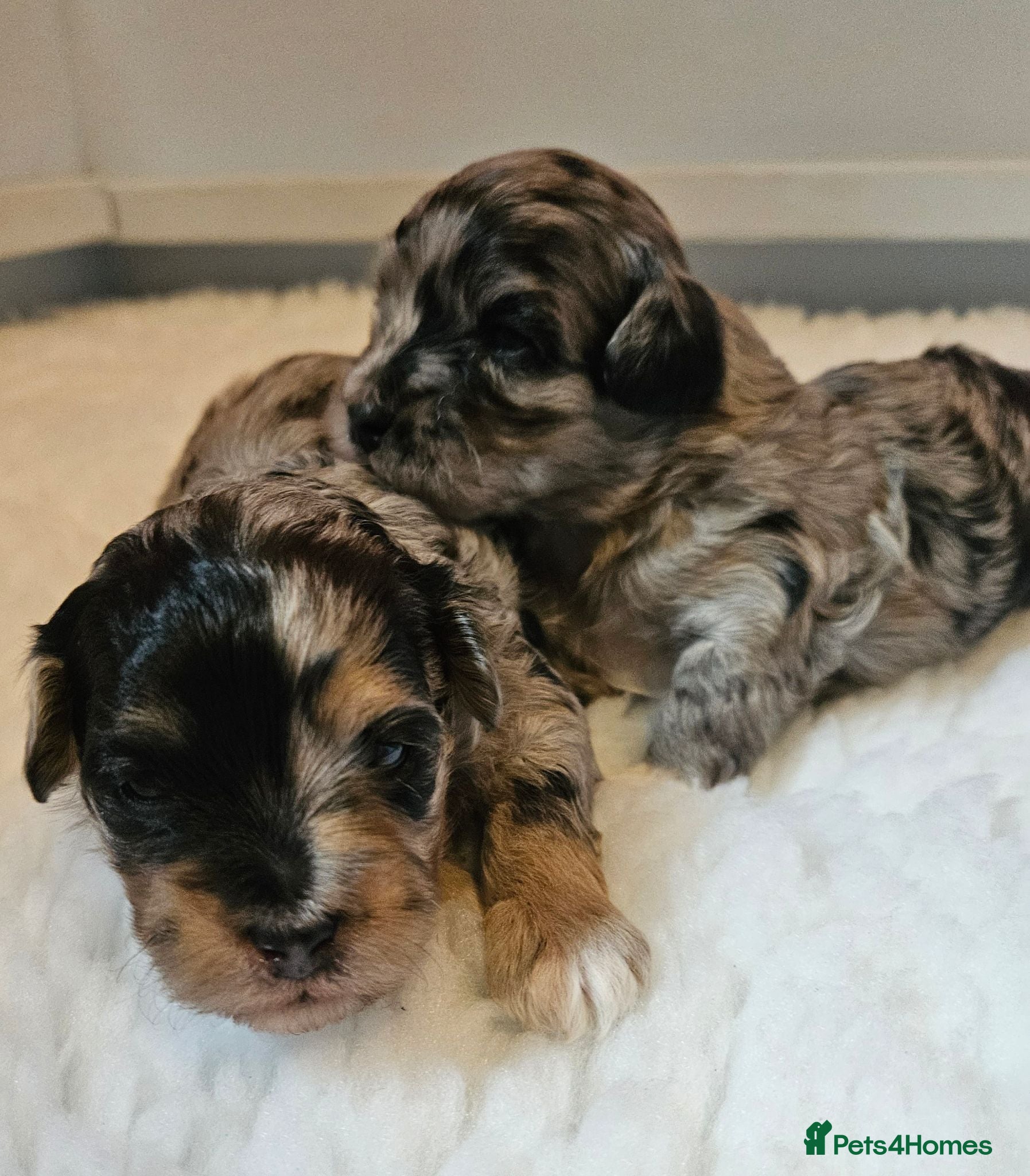 Maltipoo dogs Beautiful Blue Merle Maltipoos - Advert 2