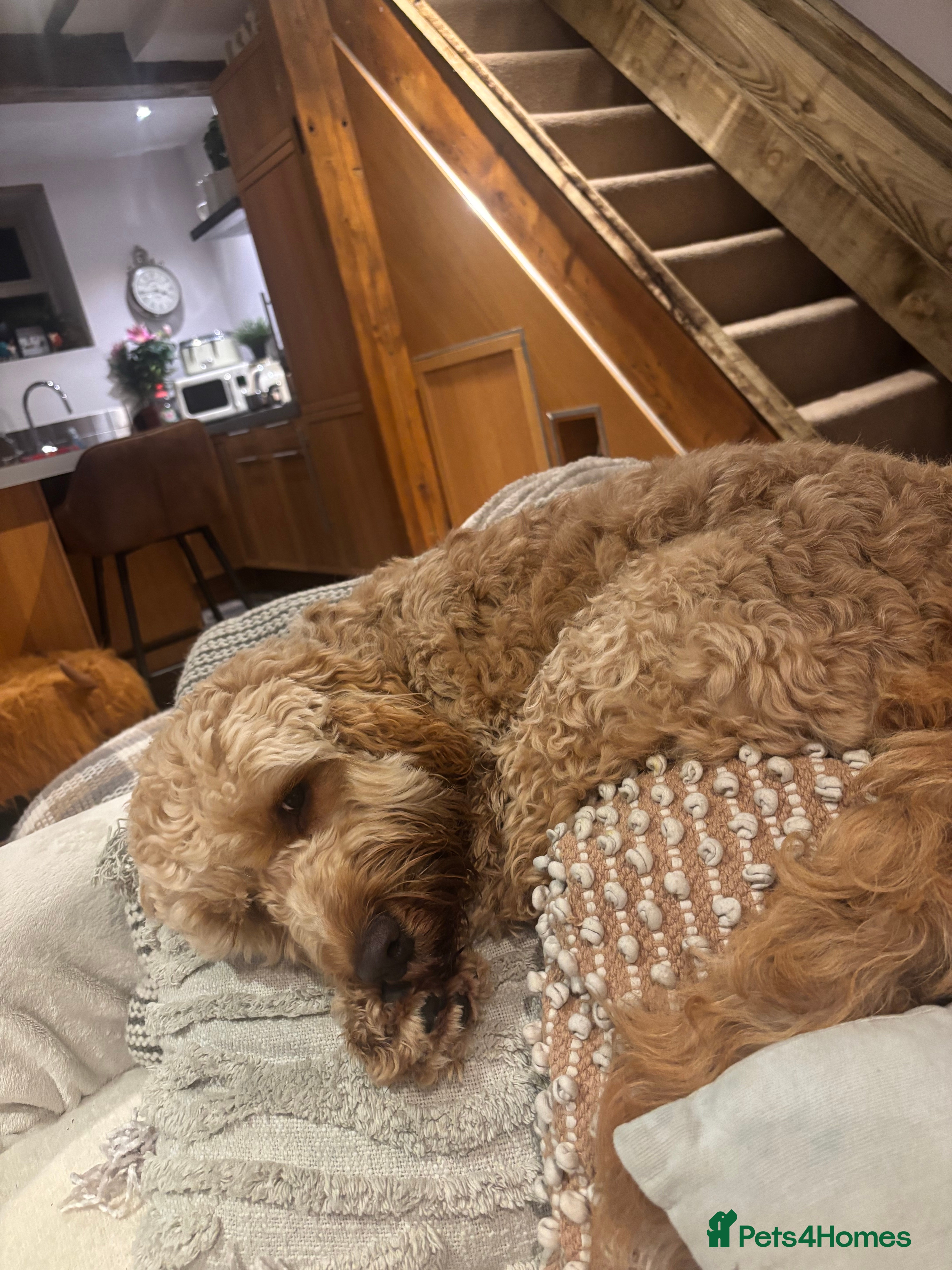 Cockapoo dogs George, 9 month old Cockapoo - Advert 2