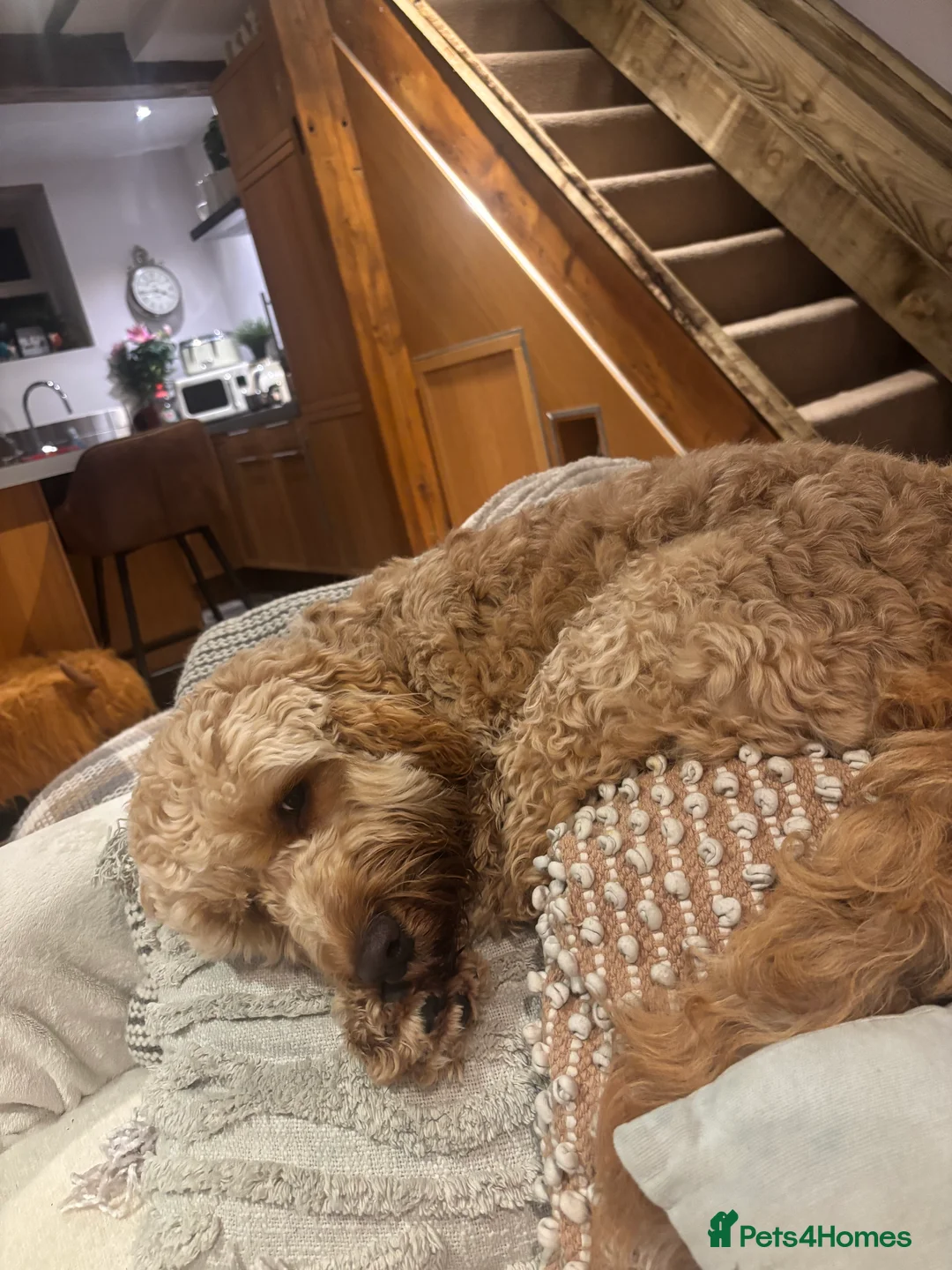 Cockapoo dogs for sale: George, 9 month old Cockapoo - Advert 1