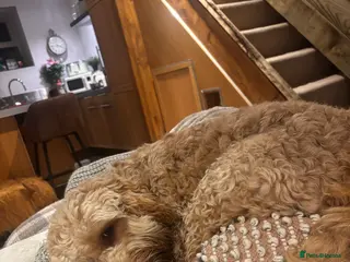 Cockapoo dogs George, 9 month old Cockapoo - Advert 1