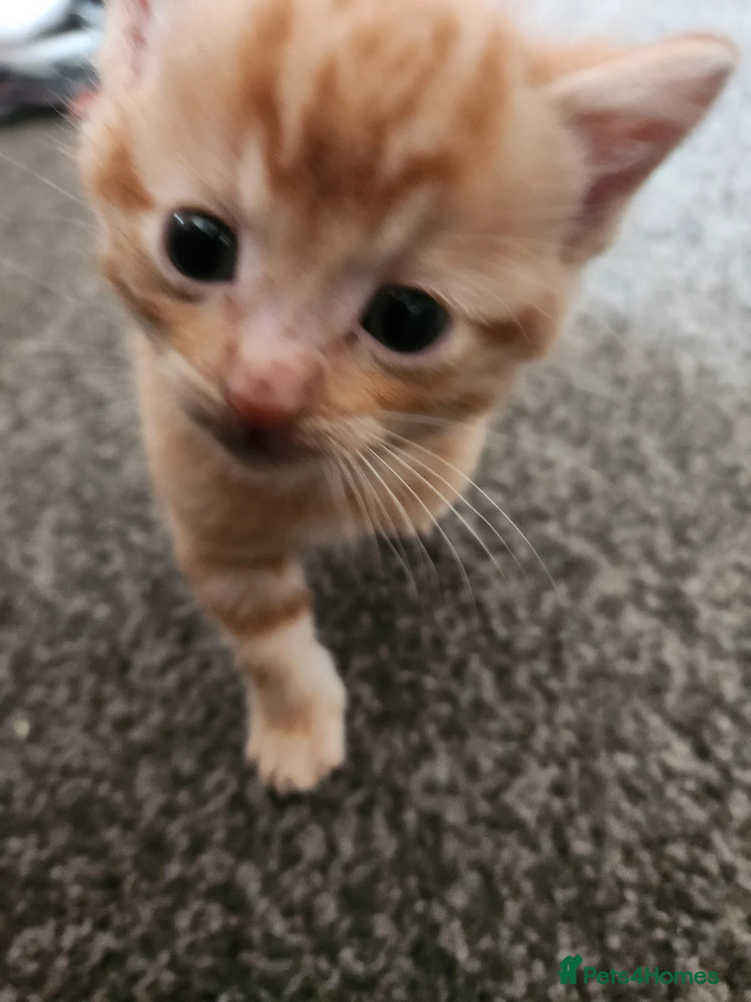 Mixed Breed cats for sale: Kittens - Advert 2