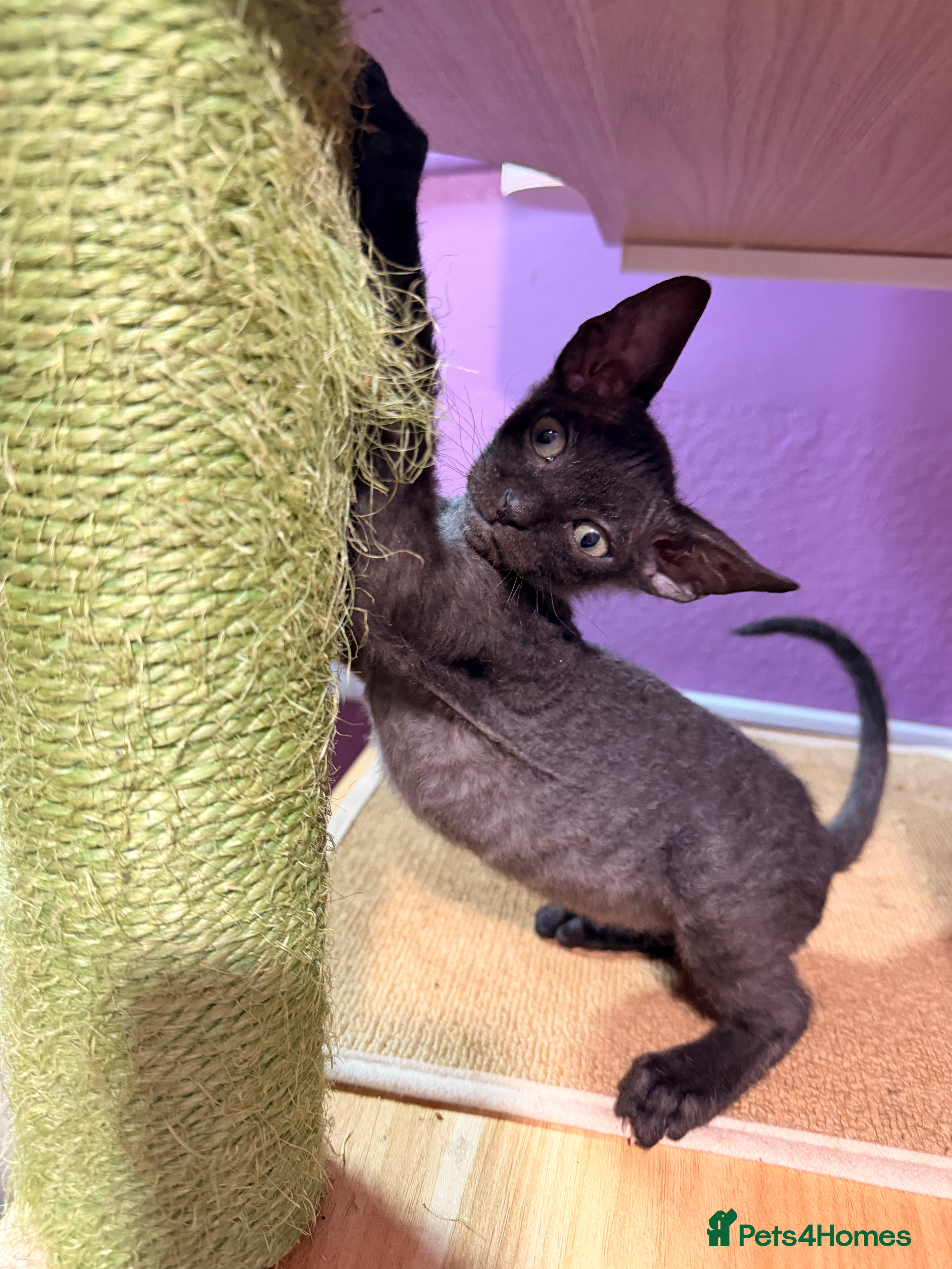 Sphynx cats 2 beautiful Sphynx boys left 🐾🤎🖤 - Advert 2