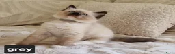 Ragdoll cats for sale: Adorable Ragdoll Kittens Looking For A New Home - Advert 4