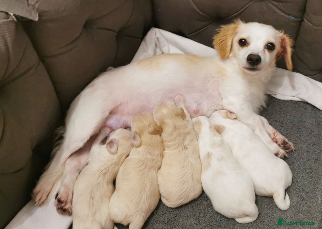 Mixed Breed dogs for sale: Beautiful Bichon Frise Girl Puppy  - Advert 4