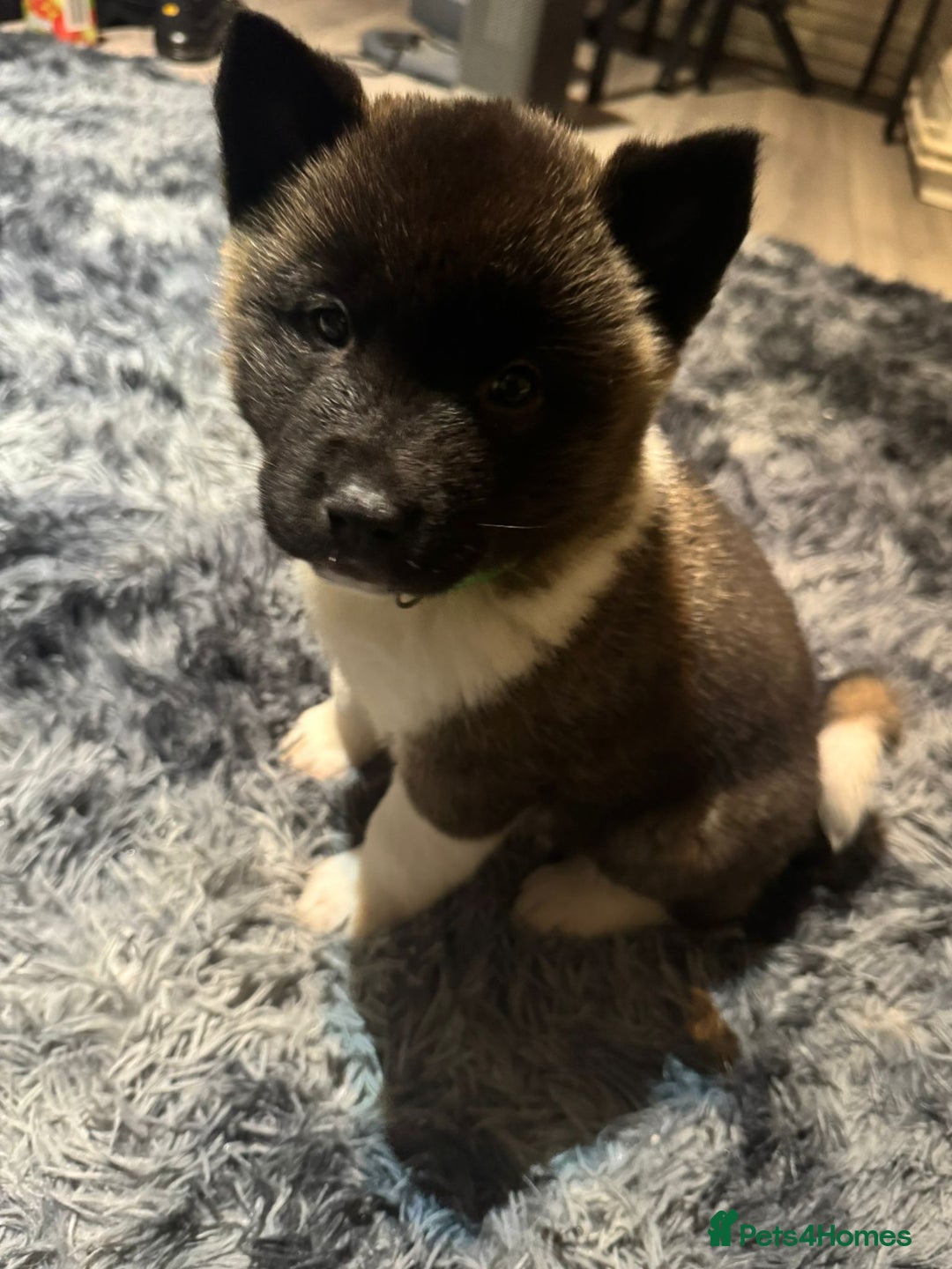 Akita dogs for sale: Bear faced American akitas puppies  - Advert 30