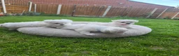Maltese dogs for sale: Adorable Maltese Puppies Looking for Forever Homes - Advert 6