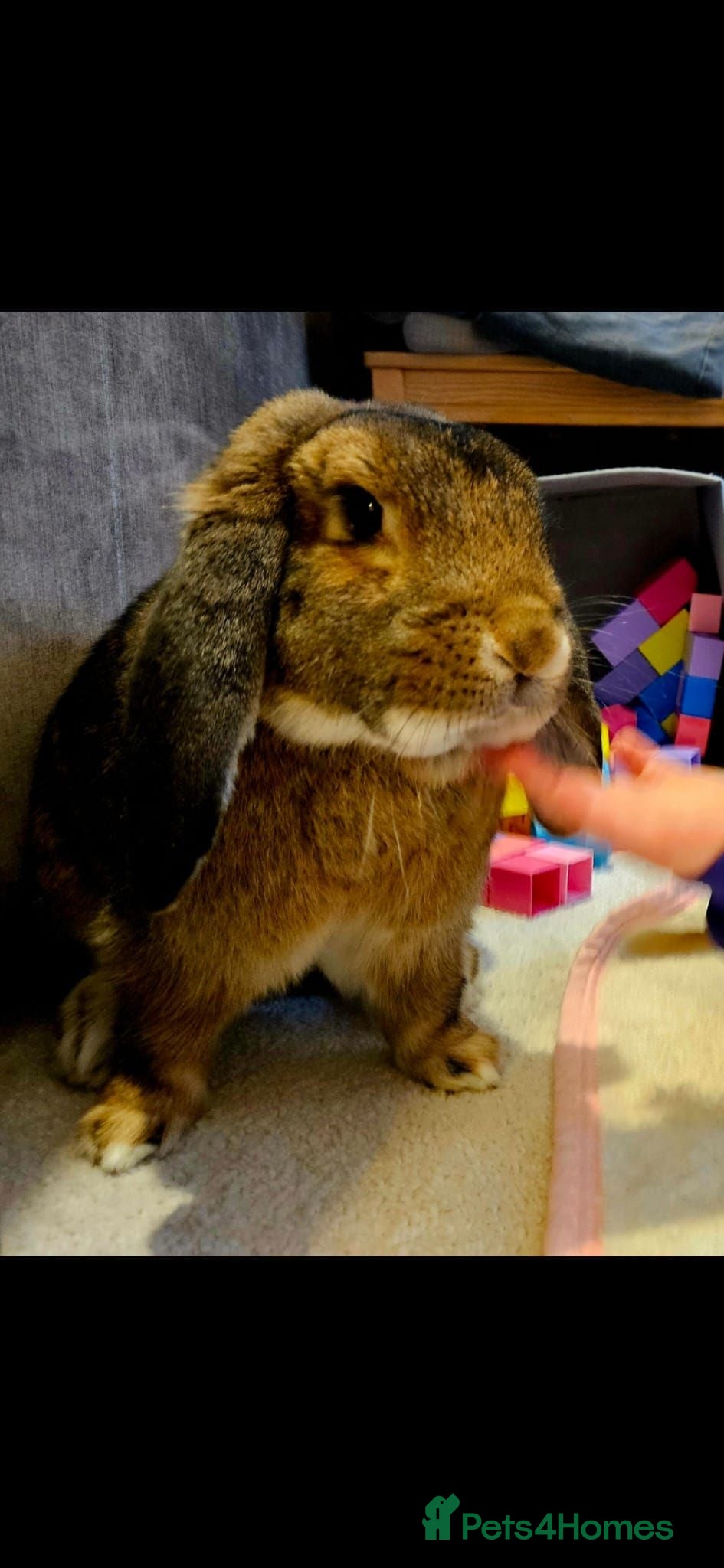 French Lop rabbits Very gentle litter trained Giant French Lop male  - Advert 5