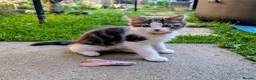 Siberian cats for sale: Siberian crossed kittens/ just Boy 1 left  - Advert 3