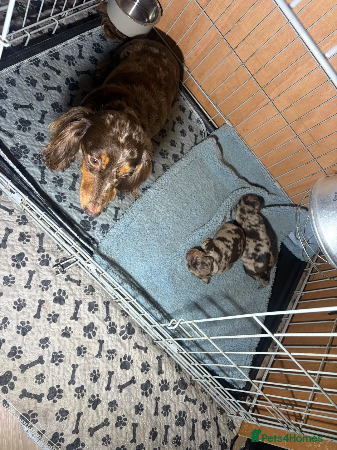 Miniature Dachshund dogs for sale: Miniature long-haired Dachshund Pups  - Advert 2