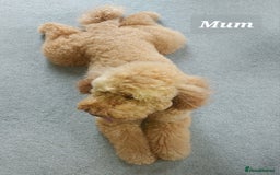 Mixed Breed dogs for sale: Labradoodle Pups for sale - Image 9