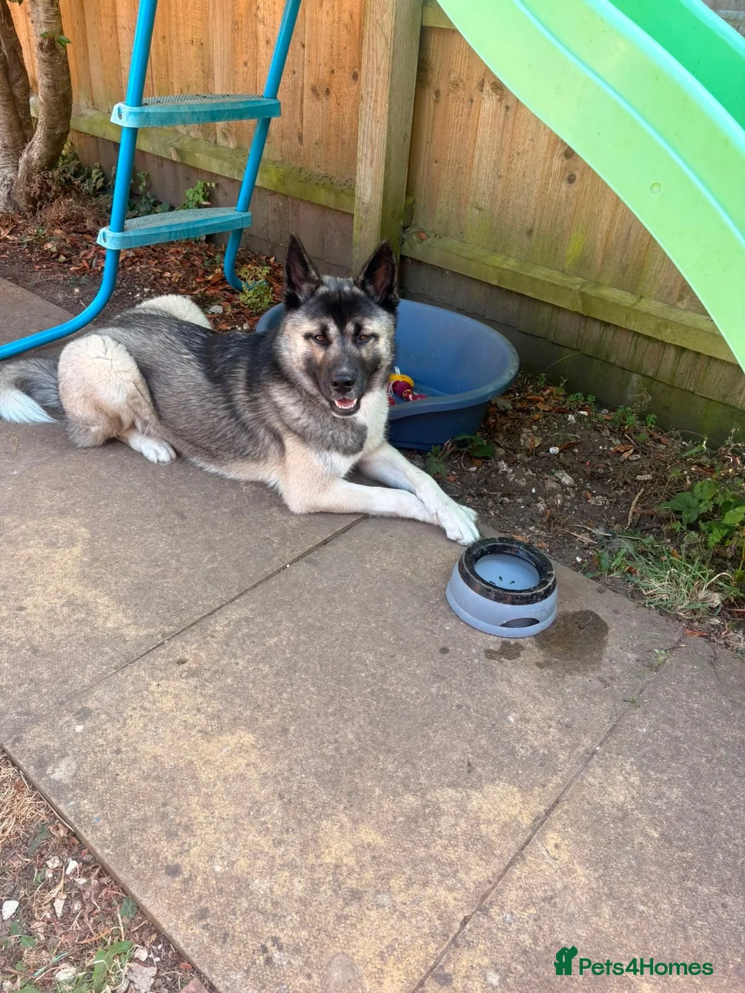 Mixed Breed dogs for sale: 13 month old Husky Cross in Dorchester - Advert 8