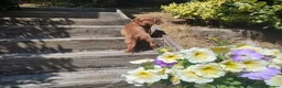Cocker Spaniel dogs for sale: Cocker Spaniel Puppies  - Advert 11