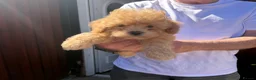 Cavapoo dogs for sale: beautiful litter of Cavapoo puppies for sale  - Advert 5