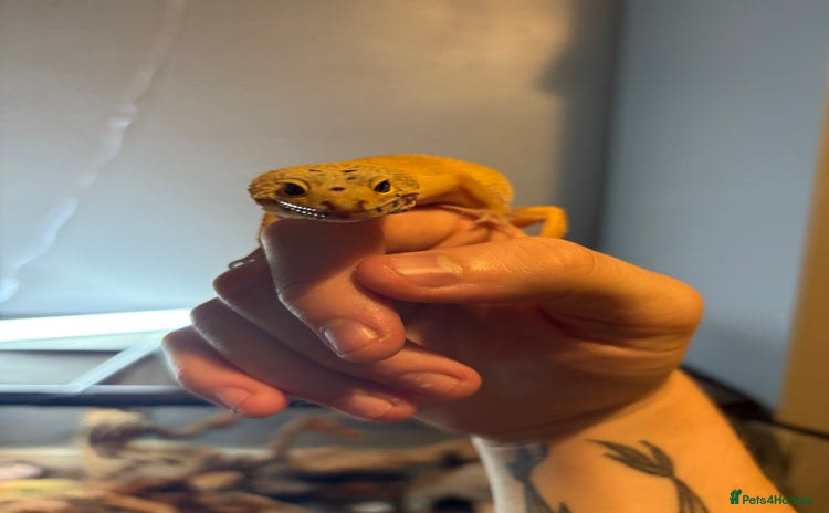 Leopard Gecko reptiles - Advert 1