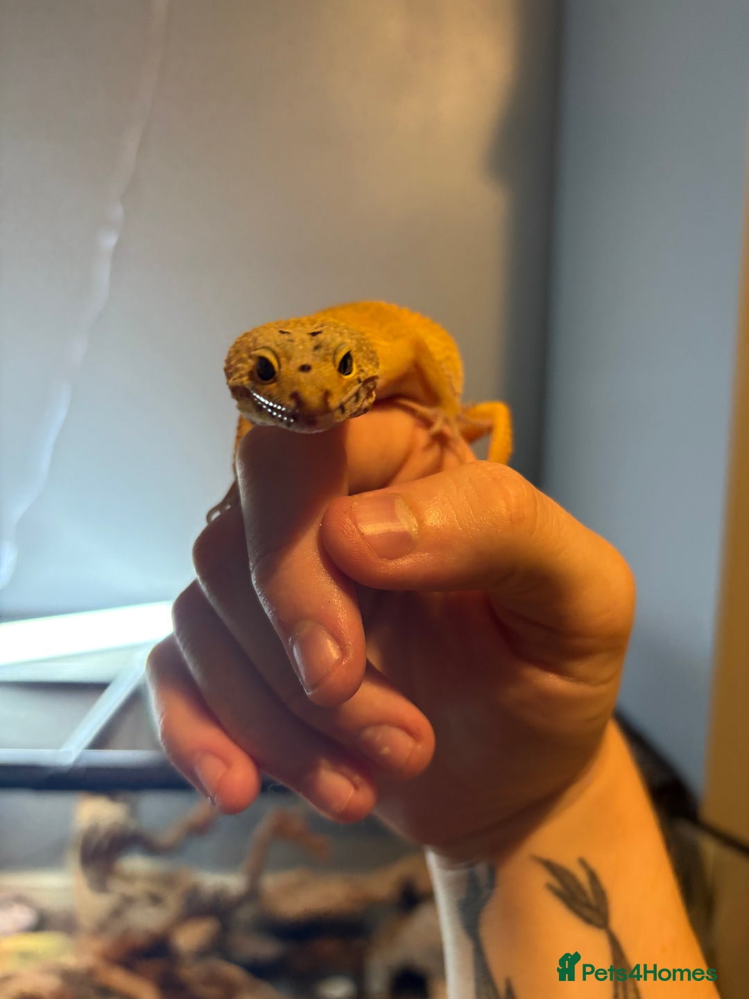 Leopard Gecko reptiles for sale: Leopard gecko and vivarium  - Image 1