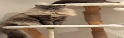 Ragdoll cats for sale: Lynx Tabby very large boy - Advert 7