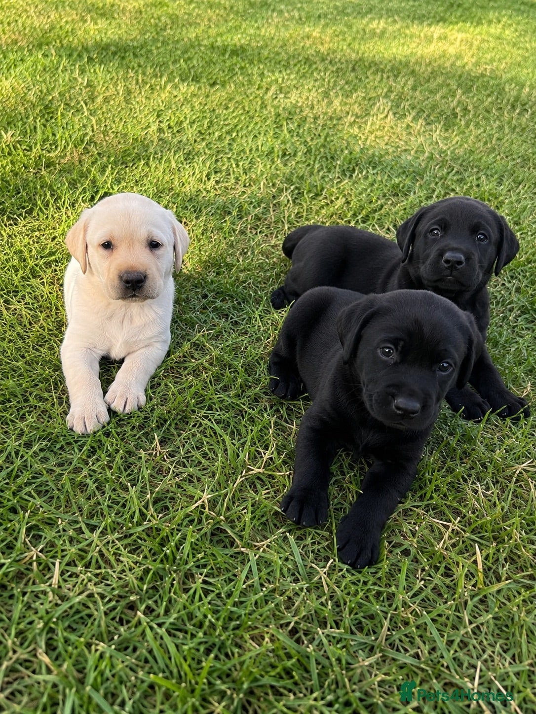 Labrador Retriever dogs Outstanding FTCH KC registered Labrador puppies  - Advert 1
