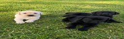 Labrador Retriever dogs for sale: Outstanding FTCH KC registered Labrador puppies  - Advert 1