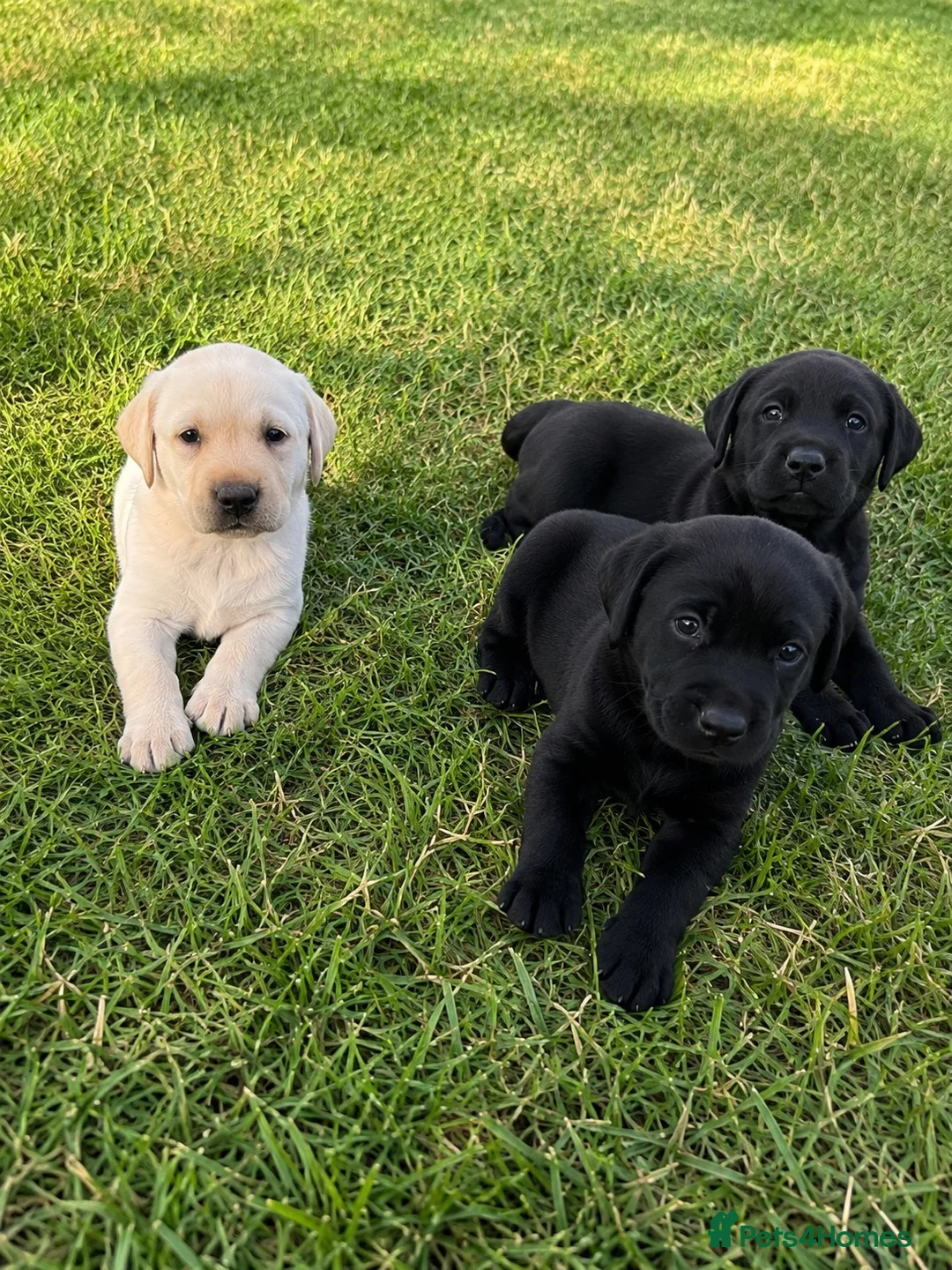 Labrador Retriever dogs for sale: Outstanding FTCH KC registered Labrador puppies  - Advert 1