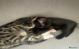 Domestic Shorthair cats for sale: 3 beautiful kittens for sale.  - Image 1