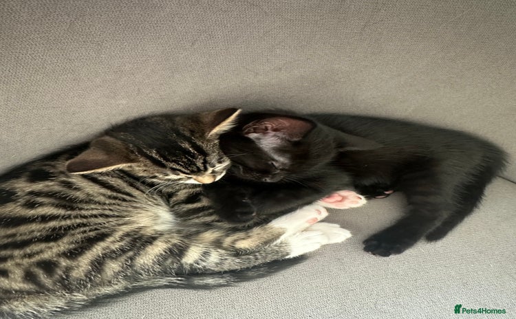 Domestic Shorthair cats - Advert 3