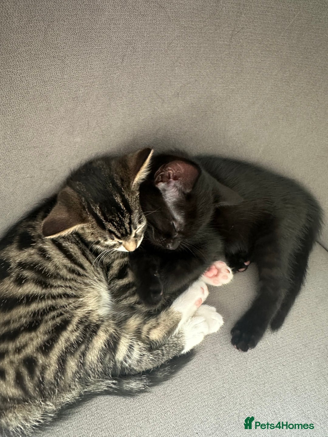 Domestic Shorthair cats for sale: 3 beautiful kittens for sale.  - Image 1