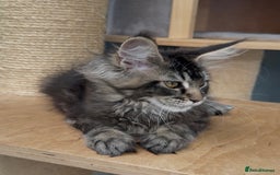 Maine Coon cats for sale: XL maine coon kittens Russia bloodlines Ready Now in Spalding - Image 13