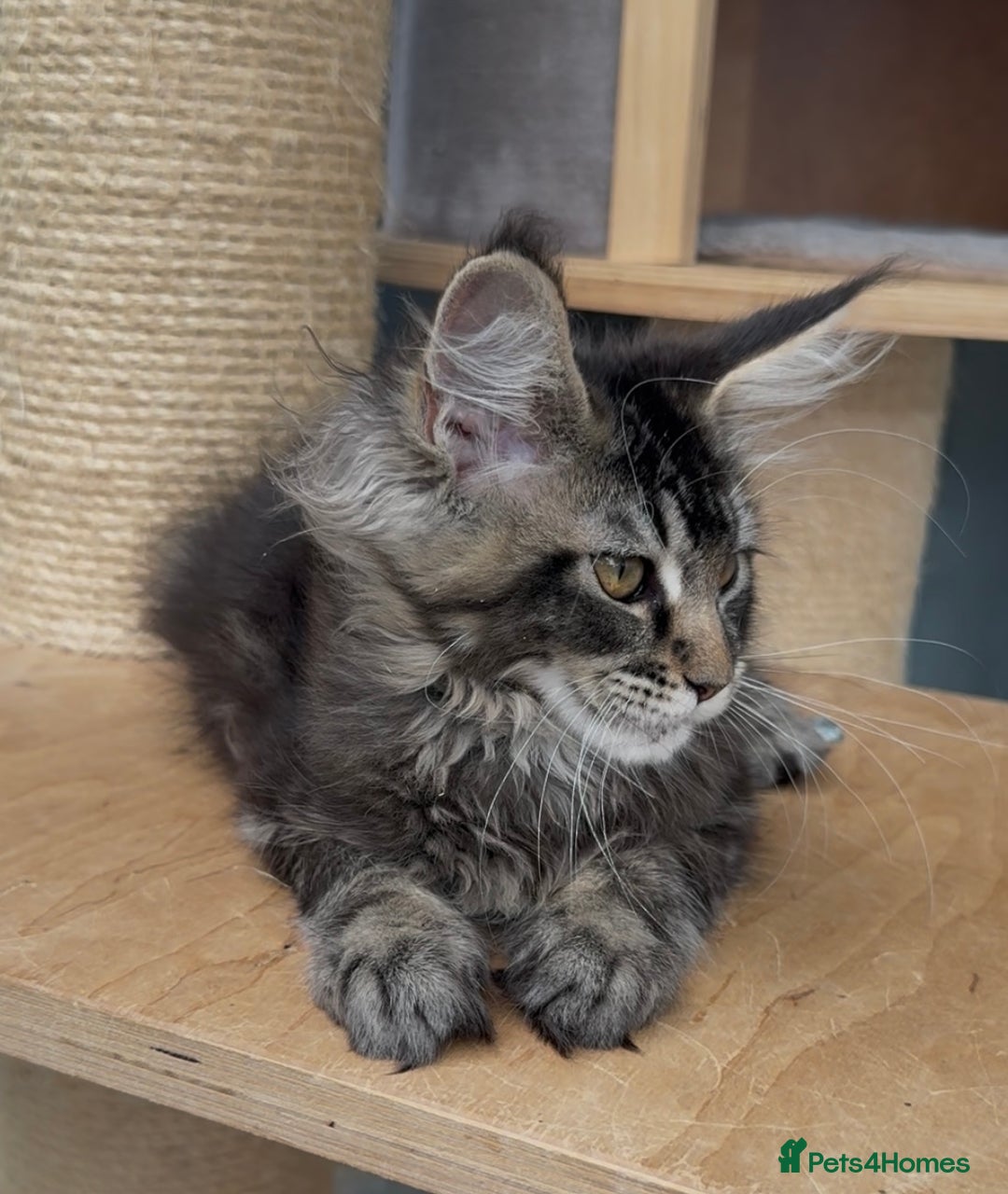 Maine Coon cats for sale: XL maine coon kittens Russia bloodlines Ready Now in Spalding - Image 13
