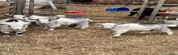 Goats livestock for sale: 12 week old castrated and dehorned Pygmy goats  - Advert 2