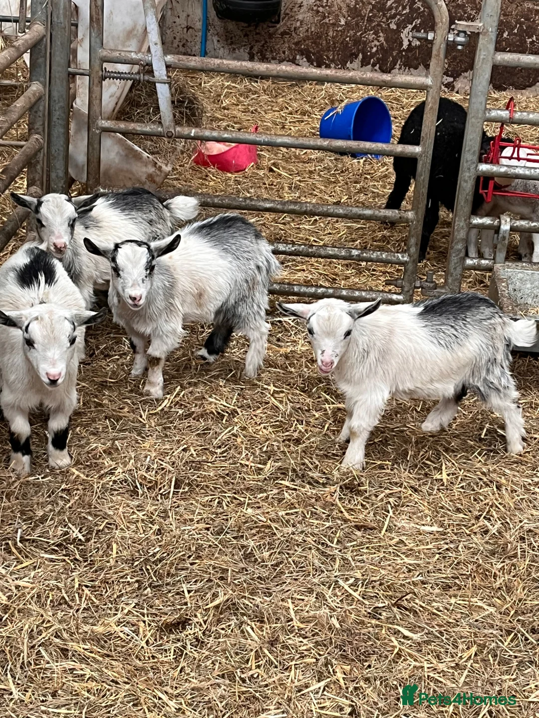 Goats livestock for sale: 12 week old castrated and dehorned Pygmy goats  - Advert 2